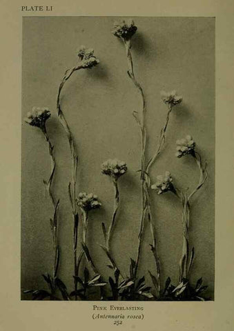 Reproducción/Reproduction 48593855211: Wild flowers of the North American mountains /. New York :R.M. McBride,1915.. 