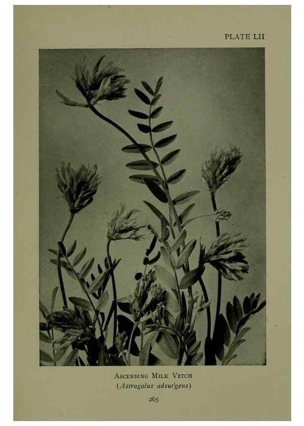 Reproducción/Reproduction 48593855536: Wild flowers of the North American mountains /. New York :R.M. McBride,1915.. 