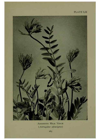 Reproducción/Reproduction 48593855536: Wild flowers of the North American mountains /. New York :R.M. McBride,1915.. 