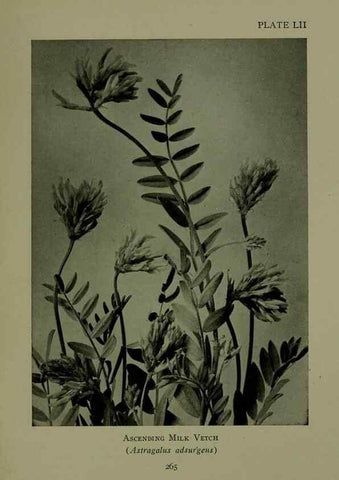Reproducción/Reproduction 48593855536: Wild flowers of the North American mountains /. New York :R.M. McBride,1915.. 