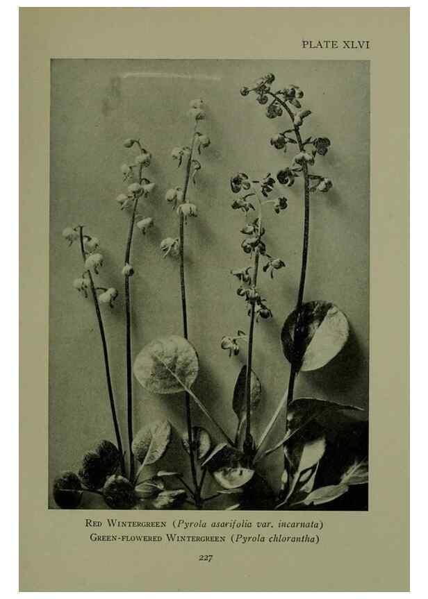Reproducción/Reproduction 48593993682: Wild flowers of the North American mountains /. New York :R.M. McBride,1915.. 