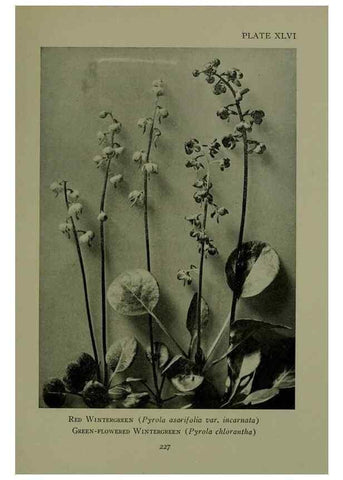 Reproducción/Reproduction 48593993682: Wild flowers of the North American mountains /. New York :R.M. McBride,1915.. 