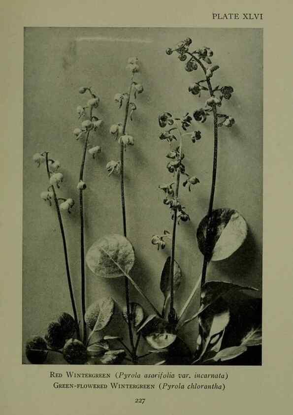 Reproducción/Reproduction 48593993682: Wild flowers of the North American mountains /. New York :R.M. McBride,1915.. 