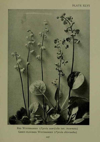 Reproducción/Reproduction 48593993682: Wild flowers of the North American mountains /. New York :R.M. McBride,1915.. 