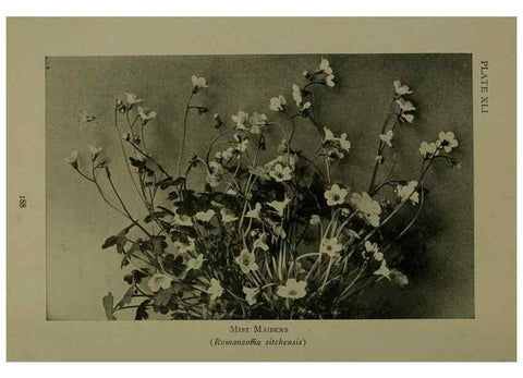 Reproducción/Reproduction 48593989667: Wild flowers of the North American mountains /. New York :R.M. McBride,1915.. 