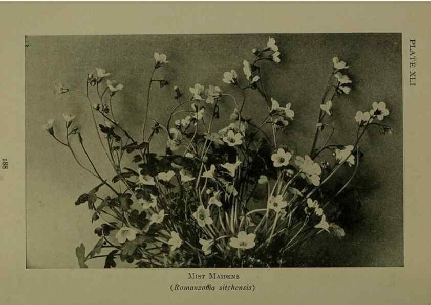 Reproducción/Reproduction 48593989667: Wild flowers of the North American mountains /. New York :R.M. McBride,1915.. 