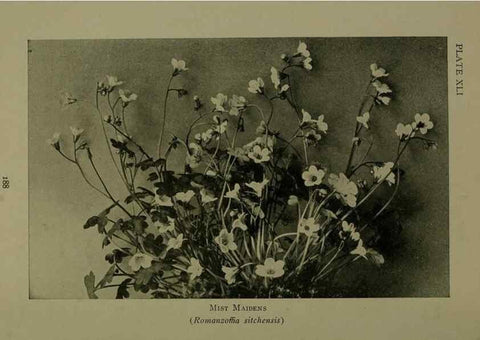 Reproducción/Reproduction 48593989667: Wild flowers of the North American mountains /. New York :R.M. McBride,1915.. 