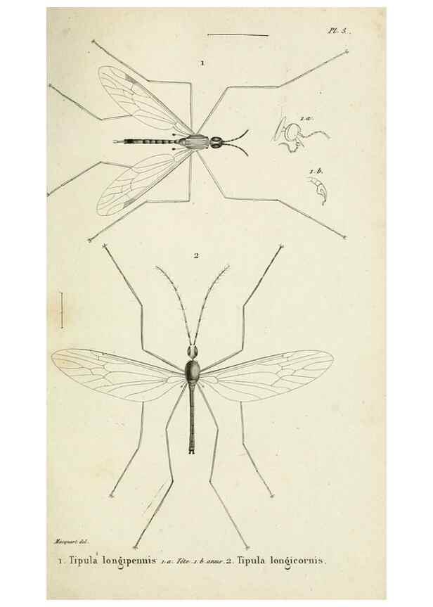 Reproducción/Reproduction 48601852061: Diptères exotiques nouveaux ou peu connus. Paris :Roret,1838-[43]. 