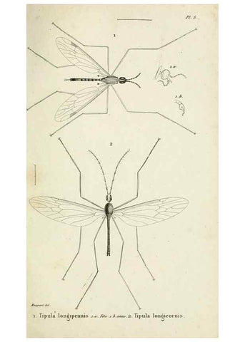 Reproducción/Reproduction 48601852061: Diptères exotiques nouveaux ou peu connus. Paris :Roret,1838-[43]. 