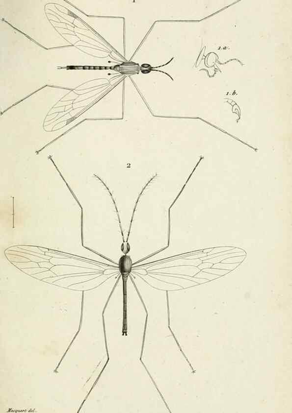 Reproducción/Reproduction 48601852061: Diptères exotiques nouveaux ou peu connus. Paris :Roret,1838-[43]. 