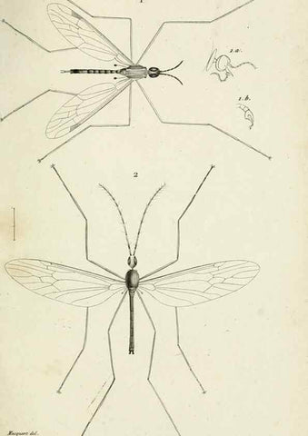 Reproducción/Reproduction 48601852061: Diptères exotiques nouveaux ou peu connus. Paris :Roret,1838-[43]. 