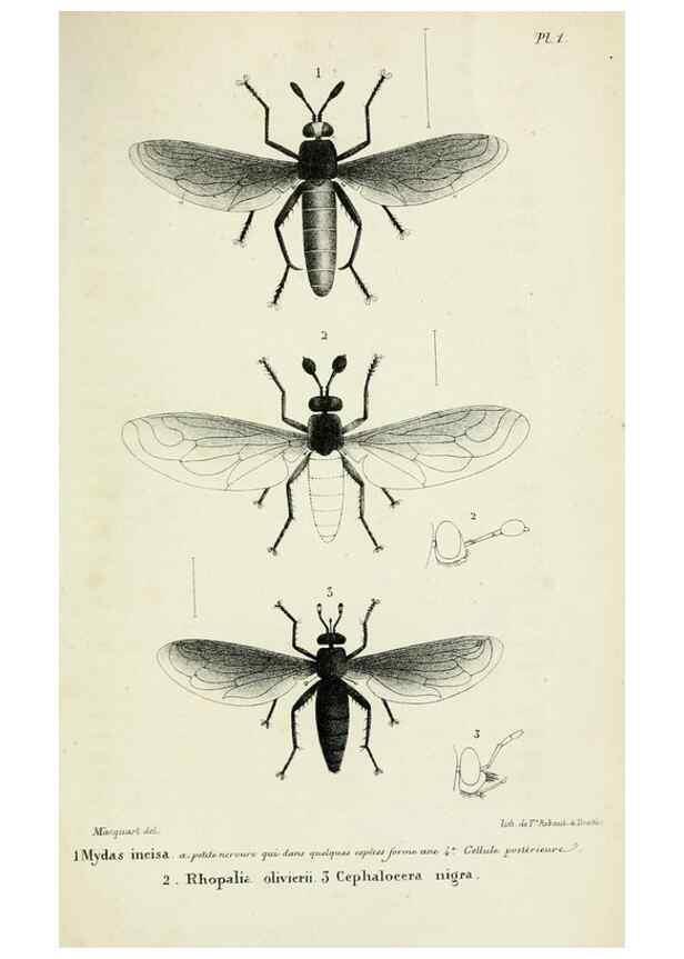 Reproducción/Reproduction 48601861891: Diptères exotiques nouveaux ou peu connus. Paris :Roret,1838-[43]. 