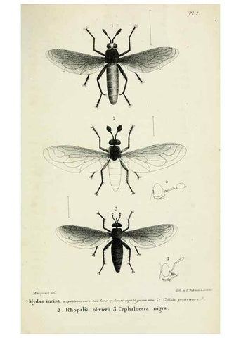 Reproducción/Reproduction 48601861891: Diptères exotiques nouveaux ou peu connus. Paris :Roret,1838-[43]. 