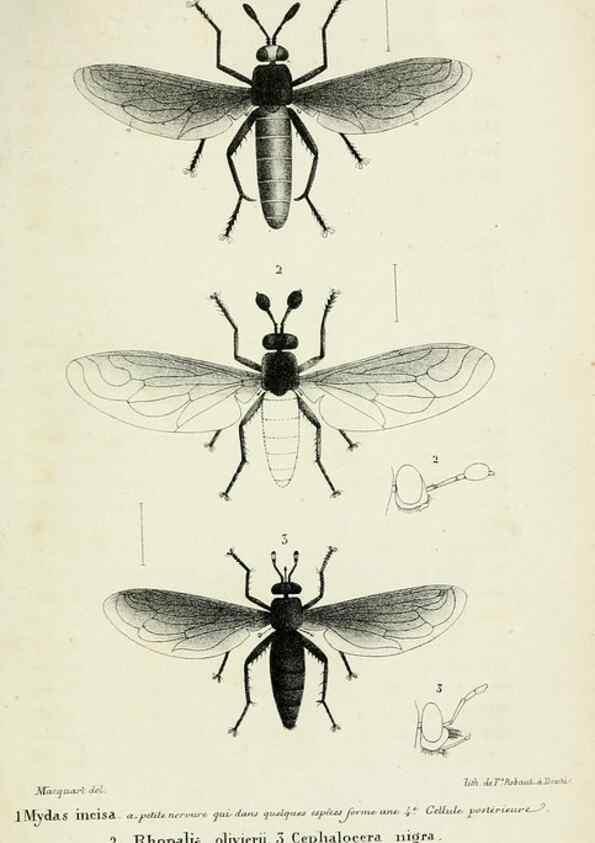 Reproducción/Reproduction 48601861891: Diptères exotiques nouveaux ou peu connus. Paris :Roret,1838-[43]. 