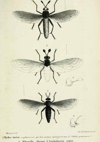 Reproducción/Reproduction 48601861891: Diptères exotiques nouveaux ou peu connus. Paris :Roret,1838-[43]. 