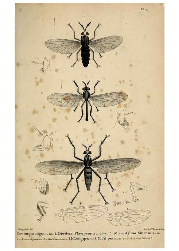 Reproducción/Reproduction 48601862506: Diptères exotiques nouveaux ou peu connus. Paris :Roret,1838-[43]. 