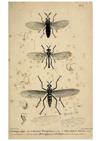 Reproducción/Reproduction 48601862506: Diptères exotiques nouveaux ou peu connus. Paris :Roret,1838-[43]. 