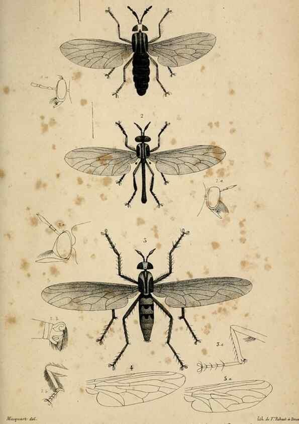 Reproducción/Reproduction 48601862506: Diptères exotiques nouveaux ou peu connus. Paris :Roret,1838-[43]. 