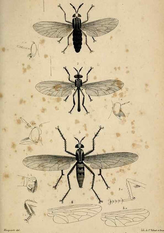 Reproducción/Reproduction 48601862506: Diptères exotiques nouveaux ou peu connus. Paris :Roret,1838-[43]. 