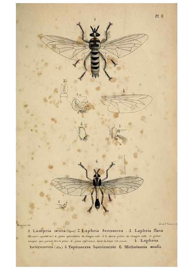 Reproducción/Reproduction 48601865151: Diptères exotiques nouveaux ou peu connus. Paris :Roret,1838-[43]. 