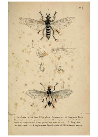 Reproducción/Reproduction 48601865151: Diptères exotiques nouveaux ou peu connus. Paris :Roret,1838-[43]. 