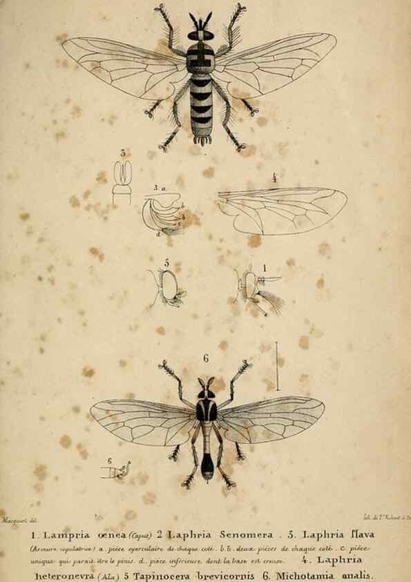 Reproducción/Reproduction 48601865151: Diptères exotiques nouveaux ou peu connus. Paris :Roret,1838-[43]. 