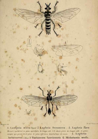 Reproducción/Reproduction 48601865151: Diptères exotiques nouveaux ou peu connus. Paris :Roret,1838-[43]. 