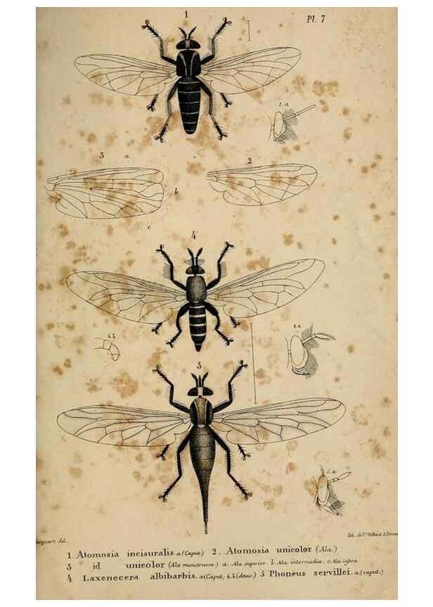 Reproducción/Reproduction 48602000197: Diptères exotiques nouveaux ou peu connus. Paris :Roret,1838-[43]. 