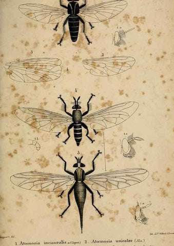 Reproducción/Reproduction 48602000197: Diptères exotiques nouveaux ou peu connus. Paris :Roret,1838-[43]. 