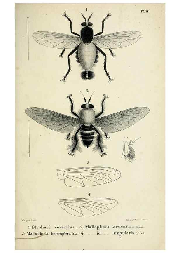Reproducción/Reproduction 48601866071: Diptères exotiques nouveaux ou peu connus. Paris :Roret,1838-[43]. 