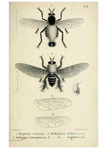 Reproducción/Reproduction 48601866071: Diptères exotiques nouveaux ou peu connus. Paris :Roret,1838-[43]. 