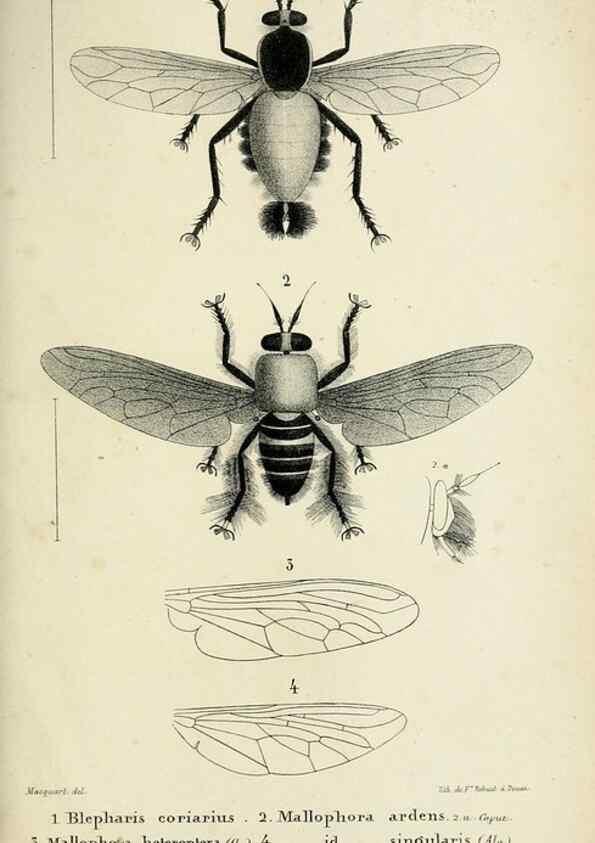 Reproducción/Reproduction 48601866071: Diptères exotiques nouveaux ou peu connus. Paris :Roret,1838-[43]. 