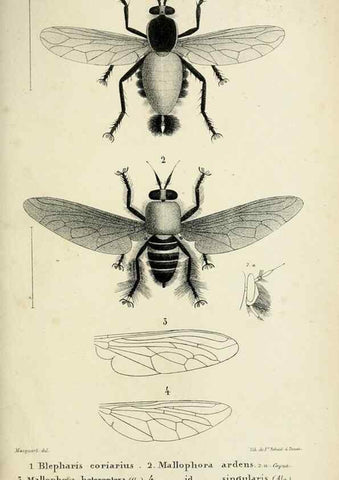 Reproducción/Reproduction 48601866071: Diptères exotiques nouveaux ou peu connus. Paris :Roret,1838-[43]. 