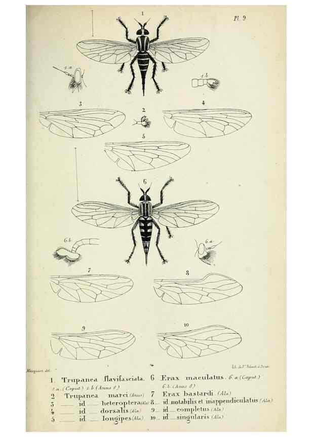 Reproducción/Reproduction 48601866536: Diptères exotiques nouveaux ou peu connus. Paris :Roret,1838-[43]. 