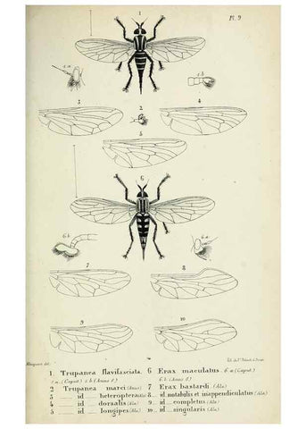 Reproducción/Reproduction 48601866536: Diptères exotiques nouveaux ou peu connus. Paris :Roret,1838-[43]. 