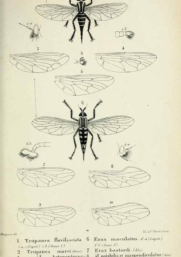 Reproducción/Reproduction 48601866536: Diptères exotiques nouveaux ou peu connus. Paris :Roret,1838-[43]. 