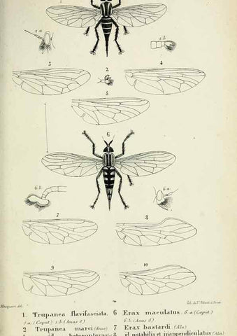 Reproducción/Reproduction 48601866536: Diptères exotiques nouveaux ou peu connus. Paris :Roret,1838-[43]. 