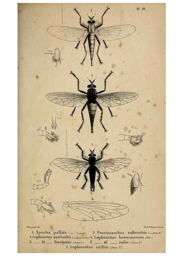 Reproducción/Reproduction 48602001737: Diptères exotiques nouveaux ou peu connus. Paris :Roret,1838-[43]. 