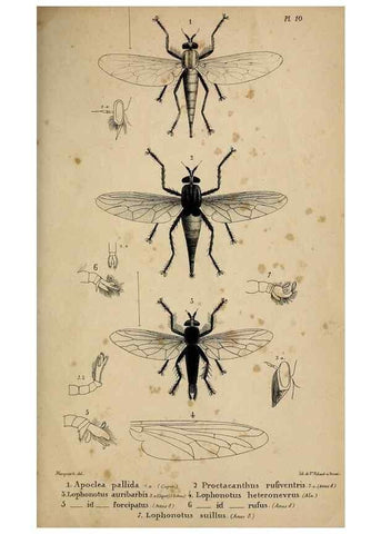 Reproducción/Reproduction 48602001737: Diptères exotiques nouveaux ou peu connus. Paris :Roret,1838-[43]. 