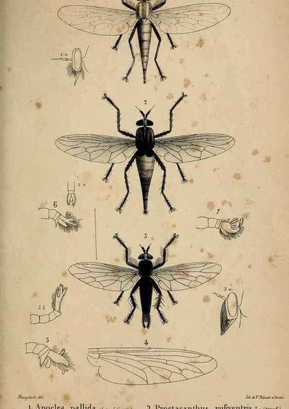 Reproducción/Reproduction 48602001737: Diptères exotiques nouveaux ou peu connus. Paris :Roret,1838-[43]. 