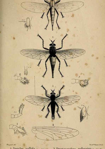 Reproducción/Reproduction 48602001737: Diptères exotiques nouveaux ou peu connus. Paris :Roret,1838-[43]. 