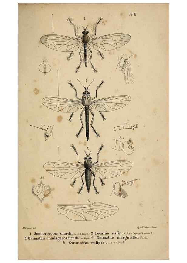Reproducción/Reproduction 48601867461: Diptères exotiques nouveaux ou peu connus. Paris :Roret,1838-[43]. 