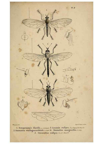 Reproducción/Reproduction 48601867461: Diptères exotiques nouveaux ou peu connus. Paris :Roret,1838-[43]. 