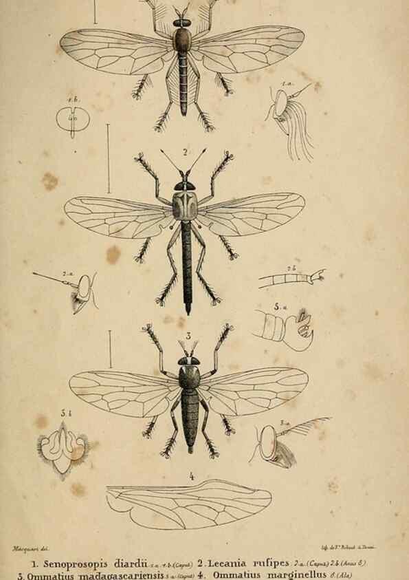 Reproducción/Reproduction 48601867461: Diptères exotiques nouveaux ou peu connus. Paris :Roret,1838-[43]. 
