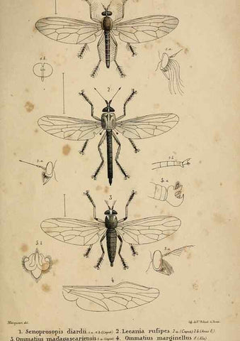 Reproducción/Reproduction 48601867461: Diptères exotiques nouveaux ou peu connus. Paris :Roret,1838-[43]. 