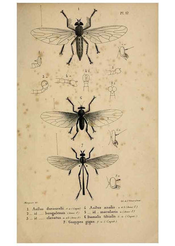 Reproducción/Reproduction 48601868106: Diptères exotiques nouveaux ou peu connus. Paris :Roret,1838-[43]. 
