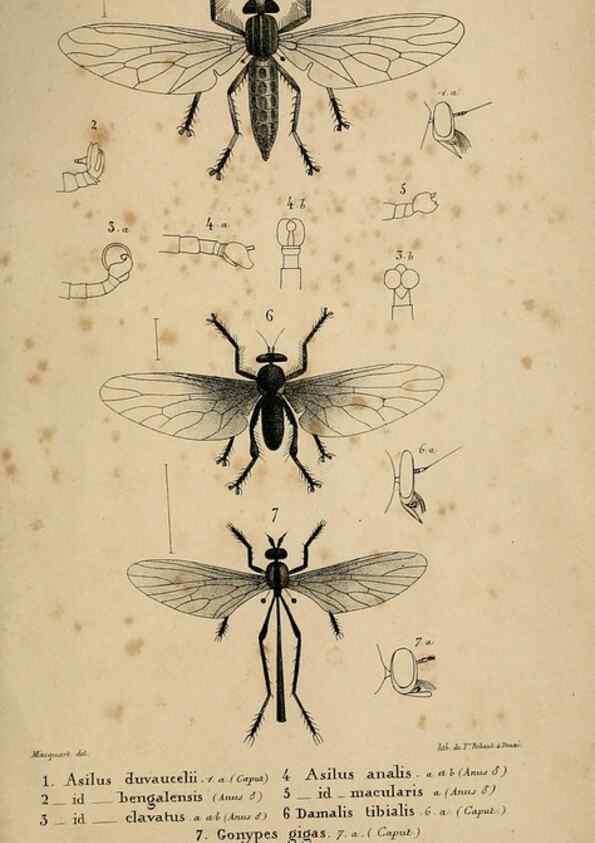 Reproducción/Reproduction 48601868106: Diptères exotiques nouveaux ou peu connus. Paris :Roret,1838-[43]. 