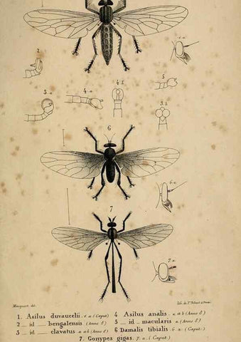 Reproducción/Reproduction 48601868106: Diptères exotiques nouveaux ou peu connus. Paris :Roret,1838-[43]. 