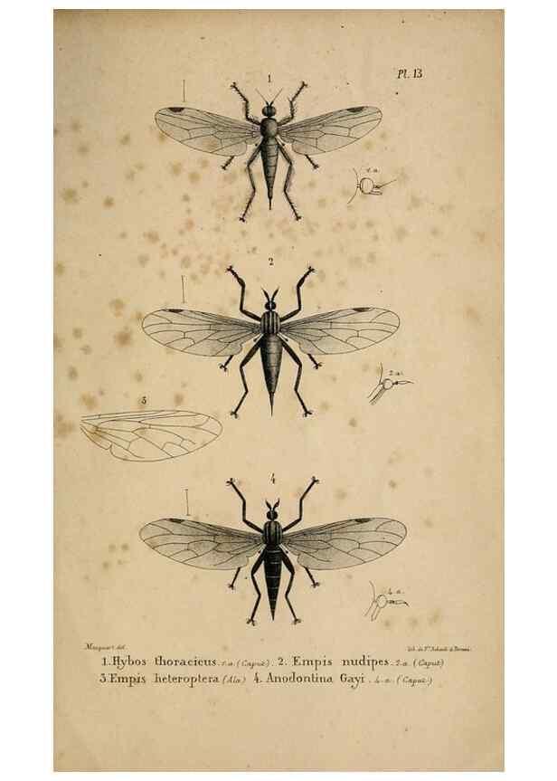 Reproducción/Reproduction 48602003267: Diptères exotiques nouveaux ou peu connus. Paris :Roret,1838-[43]. 