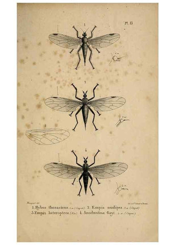 Reproducción/Reproduction 48602003267: Diptères exotiques nouveaux ou peu connus. Paris :Roret,1838-[43]. 
